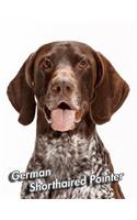 German Shorthaired Pointer