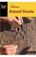 Basic Illustrated Animal Tracks