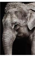 MindBlowing Elephant Journal 4