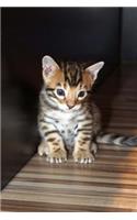 Bengal Kitten Cat Journal: 150 Page Lined Notebook/Diary