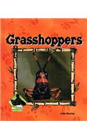 Grasshoppers