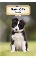 2020 Border Collie Agenda