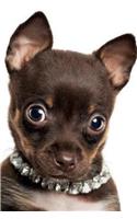 Chihuahua May Notebook & Journal. Productivity Work Planner & Idea Notepad: Brainstorm Thoughts, Self Discovery, To Do List