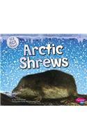 Arctic Shrews