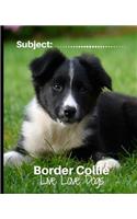 Border Collie - Live Love Dogs!