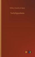 Tachyhippodamia
