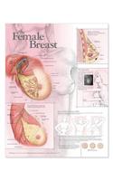 Female Breast Anatomical Chart