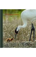 Whooping Crane