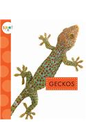 Geckos: (Spot)