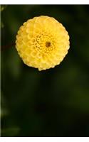 Yellow Dahlia Flower Starting to Bloom Journal