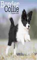 BORDER COLLIE PUPPIES M 2020