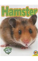 Hamster