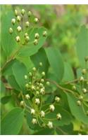 Journal White Flower Buds Tree Leaves: (Notebook, Diary, Blank Book)