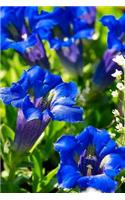 Blue Blooms Notebook