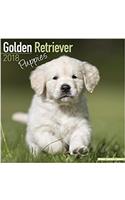 Golden Retriever Puppies Calendar 2018 (Mini Square)