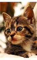 Kitten Notebook