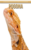 Pogona
