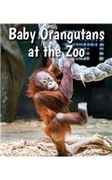 Baby Orangutans at the Zoo
