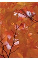 Pallid Leaves Fall Fire Tree Notebook: 150 Page Notebook Journal Diary