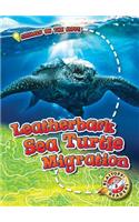 Leatherback Sea Turtle Migration
