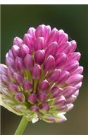 Sphaerocephalon Pink Leek Flower Bloom Journal