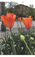Tulips Journal