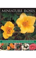 Miniature Roses