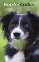 BORDER COLLIES SLIM D 2019