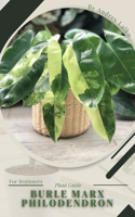 Burle Marx Philodendron