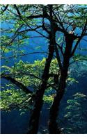 Through the Branches Notebook