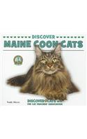 Discover Maine Coon Cats