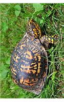 The Box Turtle Journal