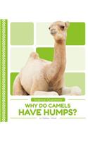 Why Do Camels Have Humps?