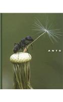 Ants