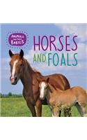 Horses and Foals