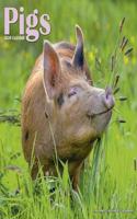 PIGS W 2020