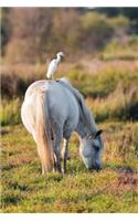 Cattle Egret on a White Horse Journal: 150 page lined notebook/diary