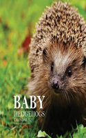 Baby Hedgehogs Calendar 2021: 16 Month Calendar