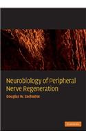 Neurobiology of Peripheral Nerve Regeneration