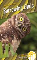 Burrowing Owls