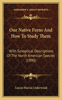 Our Native Ferns And How To Study Them