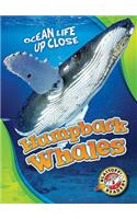 Humpback Whales