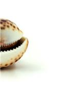 Seashell Shells Shell Seashells Beach Ocean Sea Marine Creature Driftwood Tides