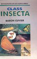 Class Insecta
