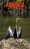 Anhinga