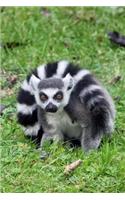 Mind Blowing Ring Tailed Lemur Journal: 150 page lined journal