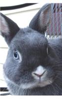 Say Hello to the Netherland Dwarf Rabbit Journal