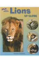 Lions Up Close