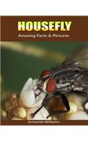 Housefly: Amazing Facts & Pictures