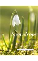 Snowdrops